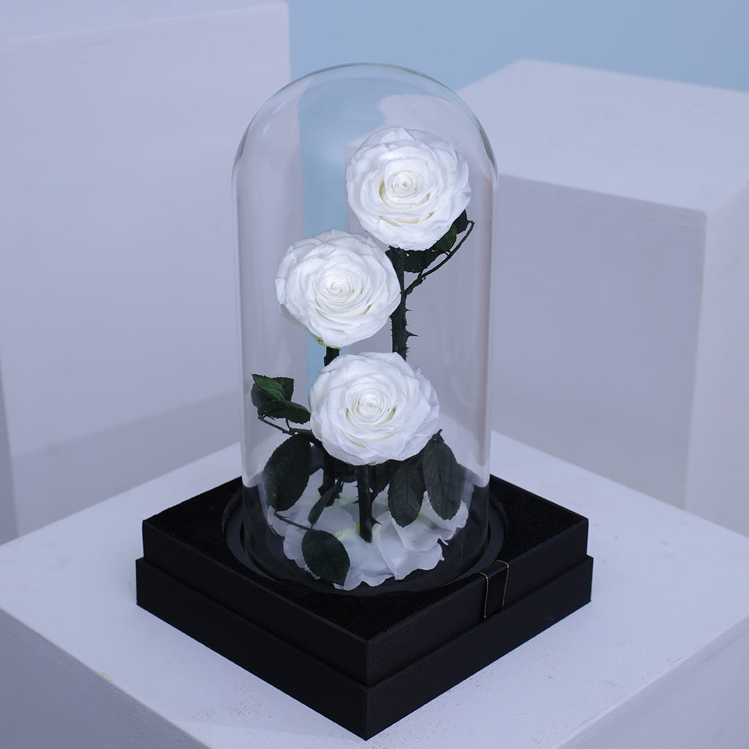 Preserved 3 Stem White Rose Glass Dome. ( Large ) H32cm.