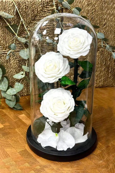 Preserved 3 Stem White Rose Glass Dome. ( Large ) H32cm.