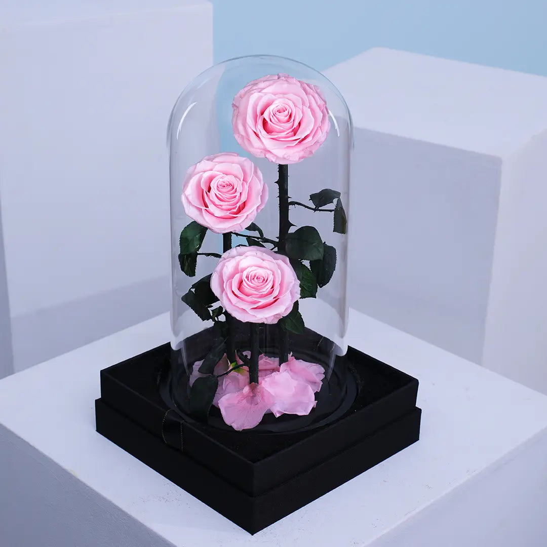 Preserved 3 Stem pink Rose Glass Dome. ( Large ) D17 X H32cm.