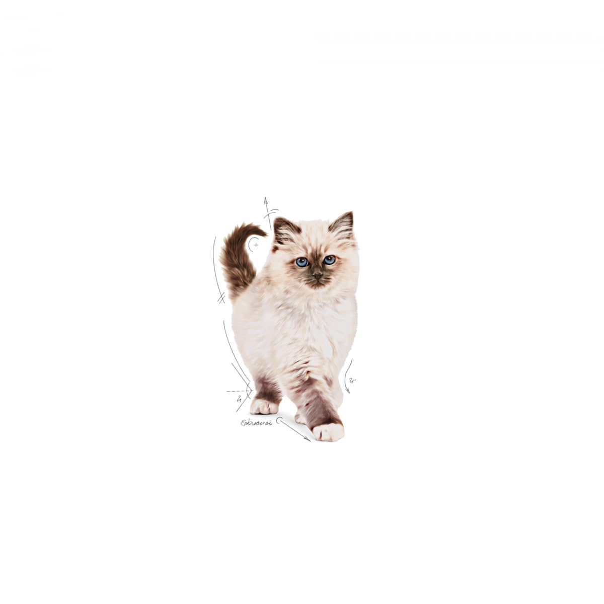 Royal Canin Kitten Dry Cat Food 4kg