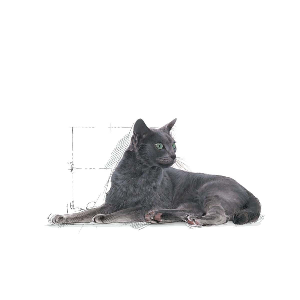 Royal Canin Sterilised 7+ Dry Cat Food 1.5kg
