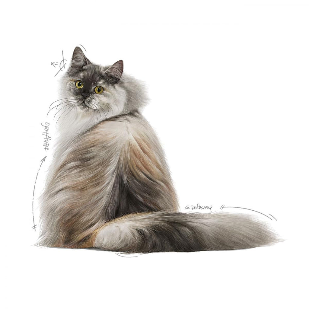 Royal Canin Feline Care Nutrition Hair & Skin Cat Dry Food,4Kg