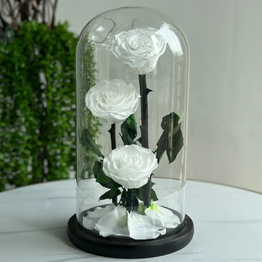Preserved 3 Stem White Rose Glass Dome. ( Large ) H32cm.