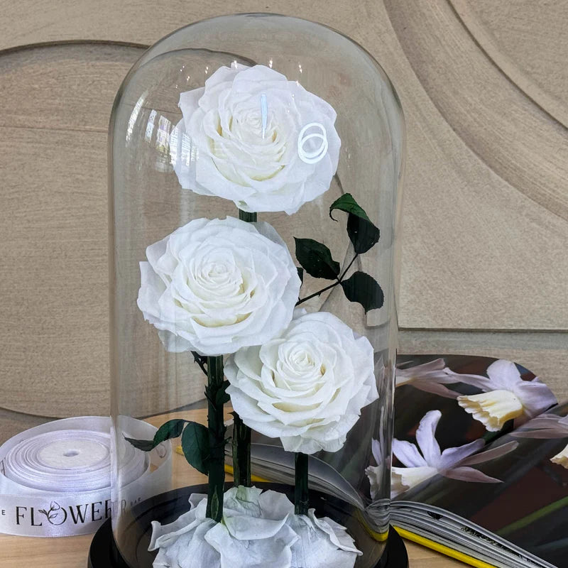 Preserved 3 Stem White Rose Glass Dome. ( Large ) H32cm.