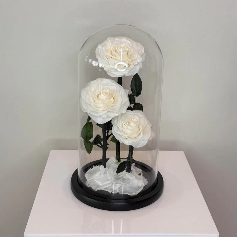 Preserved 3 Stem White Rose Glass Dome. ( Large ) H32cm.