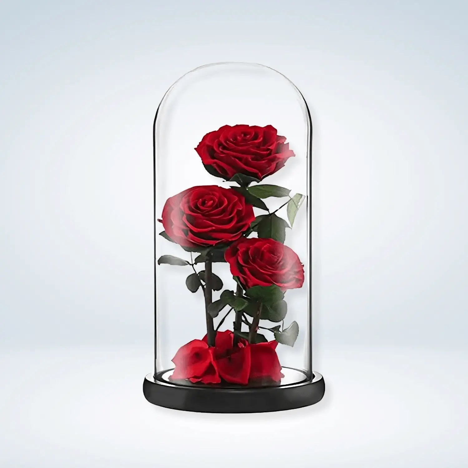 Preserved 3 Stem Red Rose Glass Dome