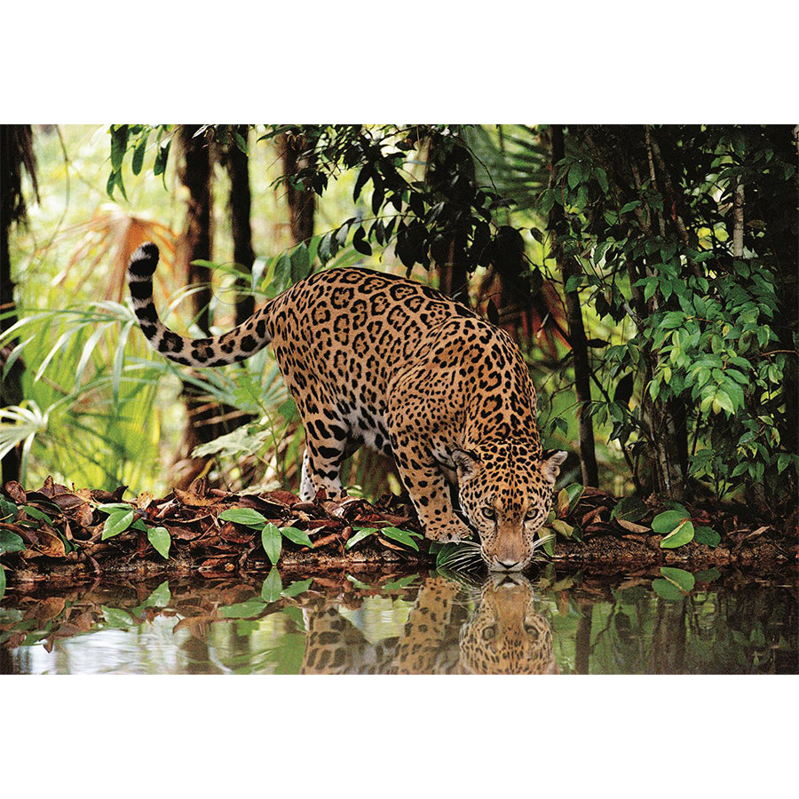 Clementoni puzzle 2000 el. High Quality Collection Leopard